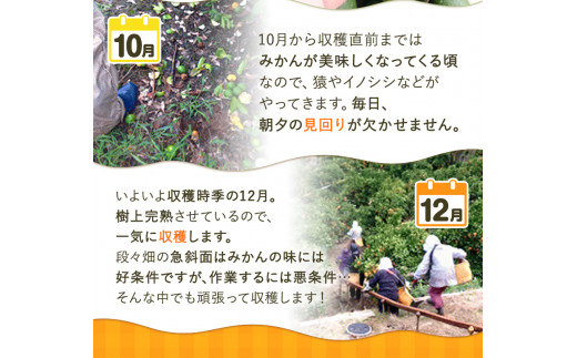 和歌山県日高川町のふるさと納税 【先行予約】木成り完熟 温州 みかん ミックスサイズ 約 5kg まるまつ農園《2025年12月上旬-2026年1月末頃出荷》 和歌山県 日高川町 温州みかん みかん 完熟