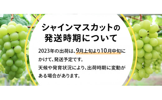 山梨県産 シャインマスカット 約1kg(2房) - 山梨県富士吉田市