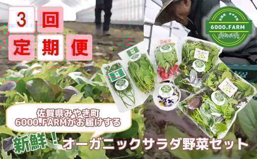 FV005 【3回定期便】新鮮オーガニック彩りサラダ野菜のミニセット 有機JAS認証取得