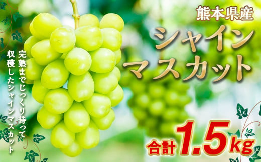 シャインマスカット 約1.5kg（2～3房）【2025年7月上旬～10月下旬発送予定】果物 フルーツ マスカット ブドウ 葡萄 801584 - 熊本県熊本市