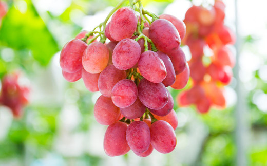 ぶどう食べ比べ定期便4回 ブドウ 果物 フルーツ 定期便
