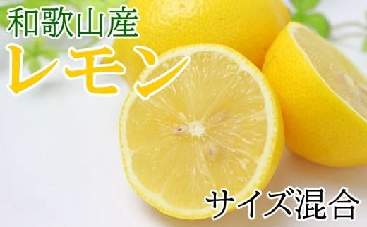 【産直】和歌山産レモン約3kg（サイズ混合）★2024年3月中旬頃より順次発送 584948 - 和歌山県印南町