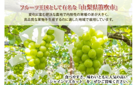 2024年先行予約＞露地山梨県産 シャインマスカット 1房約700g程度 177