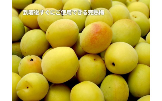 和歌山県産 紀州南高梅 完熟 秀品 5kg（3L以上〜Lサイズ混合