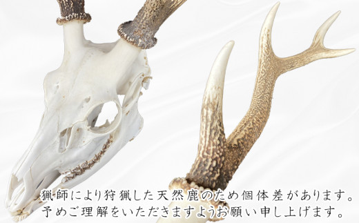 日本人気超絶の 【NH64】鹿角 頭骨付き 天然トロフィー 置物 置物 