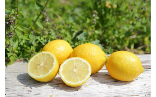 主井農園の国産レモンご家庭用約2.5kg