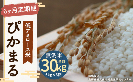 6ヶ月定期便】 低アミロース米 ぴかまる 5kg 無洗米 計30kg お米 単一
