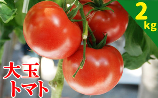 完熟してからの収穫、日持ちするトマトです。