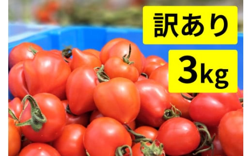 【訳あり】めぐみでぃトマト 3kg 若狭の恵 783121 - 福井県小浜市