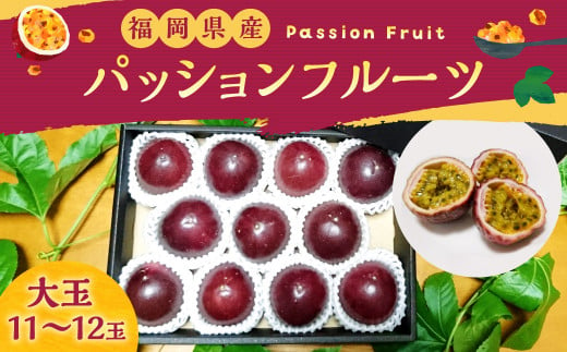 福岡県産 パッションフルーツ（大玉） 11～12個