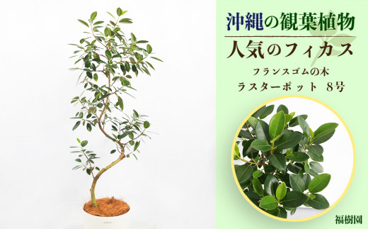 沖縄の観葉植物　人気のフィカス　フランスゴム8号 ラスターポット