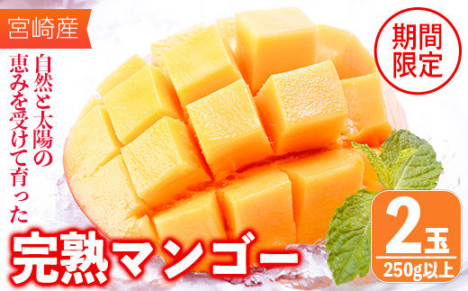KU487 【先行予約・期間限定】宮崎完熟マンゴー（250g以上2玉入）【南国フルーツ】