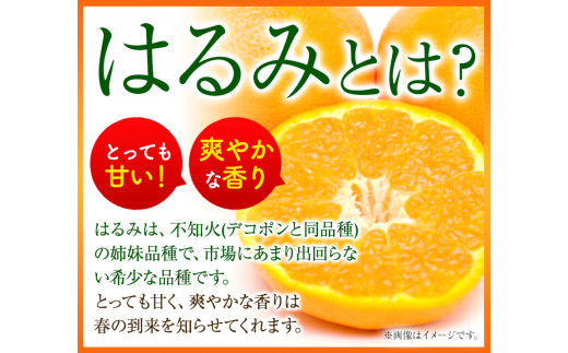 【大玉】和歌山県産はるみ約5kg(3L～5Lサイズおまかせ・ご家庭用) 厳選館 《2024年3月上旬-4月中頃より順次出荷》 和歌山県 日高川町  はるみ みかん 柑橘 フルーツ ご家庭用|