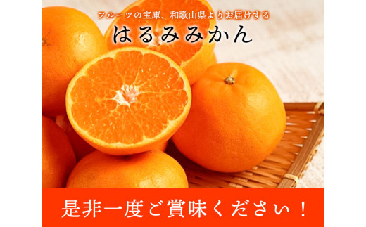 【大玉】和歌山県産はるみ約5kg(3L～5Lサイズおまかせ・ご家庭用) 厳選館 《2024年3月上旬-4月中頃より順次出荷》 和歌山県 日高川町  はるみ みかん 柑橘 フルーツ ご家庭用|