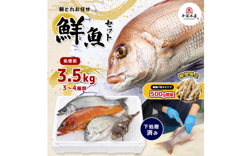 熊本県産 朝どれ お任せ 冷凍 鮮魚 セット 3.5kg (3～4種類) 885165