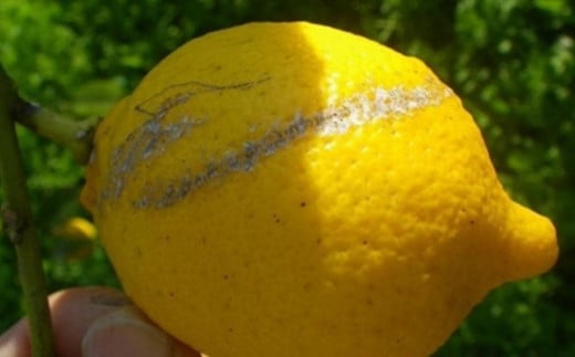 自然栽培 果汁用レモン 4kg(28〜40個程度)