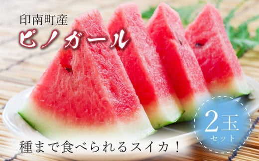 種まで食べられるスイカ!印南町産 ピノガール【2玉セット】 843488 - 和歌山県印南町
