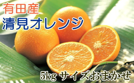 【産直】有田産清見オレンジ約5kg（サイズおまかせ・秀品）※2025年3月上旬～3月下旬頃発送予定 / みかん 柑橘 オレンジ 和歌山 清美【tec866A】 1524792 - 和歌山県すさみ町