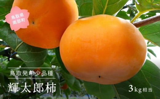 【YA11】輝太郎 [柿]（進物用3kg箱）10月出荷予定 ＜数量限定＞ 578526 - 鳥取県南部町