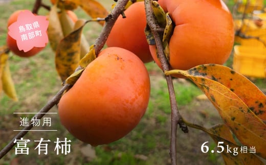 【YA12】富有柿（進物用6.5kg箱）11月出荷予定＜数量限定＞ 578527 - 鳥取県南部町