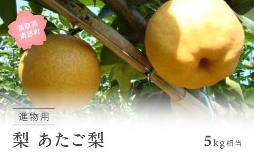 【YA09】あたご梨（進物用5kg箱） 11月出荷予定 ＜数量限定＞ 578524 - 鳥取県南部町