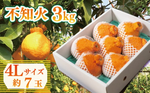 【4Lサイズ】 果物 しらぬい 3kg  7玉入り 先行予約 令和 7年産 1箱 不知火 柑橘 果物 阿波市産 1323551 - 徳島県阿波市