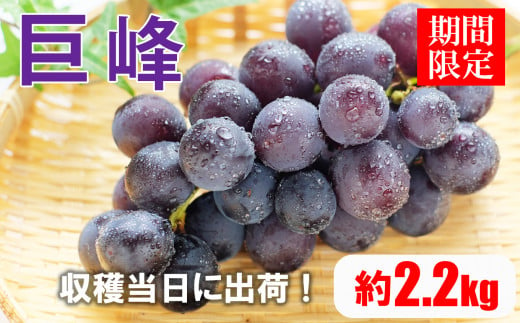 巨峰 ぶどう 2.2kg 熊本県産 | 熊本県 熊本 和水町 くまもと なごみまち なごみ ぶどう ブドウ 葡萄 巨峰 種あり 果物 季節限定 フルーツ 季節の果物