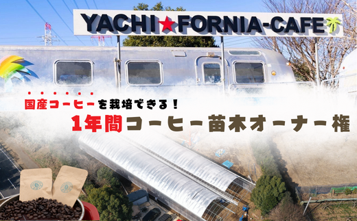 【2023年】＼冬の収穫＆ドリップ体験会付き／1年間コーヒー苗木オーナー権 927859 - 千葉県八千代市