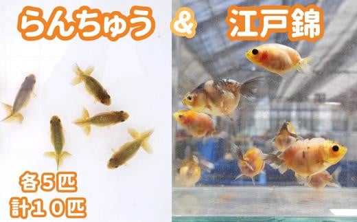 金魚セット】らんちゅう＆江戸錦 各5匹 計10匹｜ふるラボ