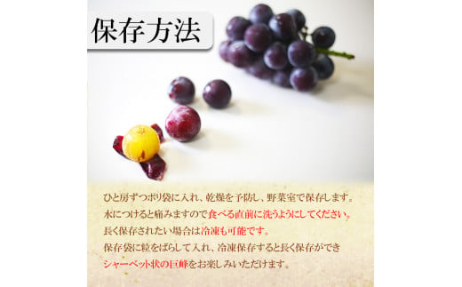 熊本県和水町のふるさと納税 巨峰 ぶどう 2.2kg 熊本県産 | 熊本県 熊本 和水町 くまもと なごみまち なごみ ぶどう ブドウ 葡萄 巨峰 種あり 果物 季節限定 フルーツ 季節の果物
