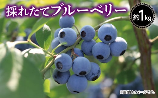 ブルーベリー  1kg 大粒 果物 フルーツ 採れたて 新鮮 果肉 果実 美容 健康 ジャム スイーツ ケーキ 徳島 阿波市 1323597 - 徳島県阿波市