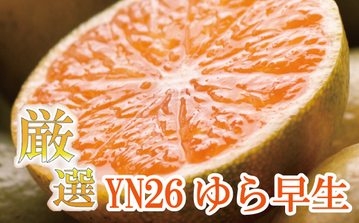 [先行予約]プレミアム有田みかん 5kg+250g(傷み補償分) ※10月より発送(ゆら早生) ※北海道・沖縄・離島配送不可 / みかん ミカン くだもの 果物 柑橘 和歌山 有田みかん 有田[ikd016B]