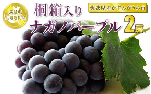 桐箱入りナガノパープル 2房【茨城県共通返礼品 かすみがうら市産】 ※2024年8月～10月下旬頃に順次発送予定 - 茨城県守谷市｜ふるさとチョイス  - ふるさと納税サイト