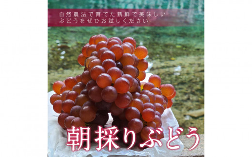 先行予約】デラウェア 3kg箱 ｜ 自然農法 化学肥料不使用 小粒 ぶどう ブドウ 弁天ぶどう デラウェア 果物 果実 お試し セット 3kg 山口  美祢 特産品 別府弁天池 先行予約 - 山口県美祢市｜ふるさとチョイス - ふるさと納税サイト