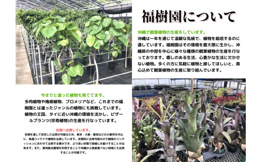 沖縄の観葉植物　人気のフィカス　フランスゴム8号 ラスターポット