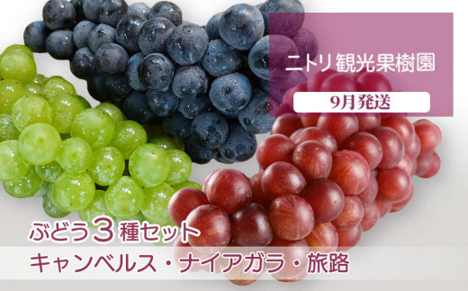 フルーツ王国余市産「ナイアガラ・キャンベルス・旅路」ぶどう3種セット【ニトリ観光果樹園】 768853 - 北海道余市町