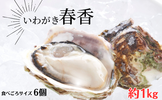 [ブランドいわがき春香]海士町産 いわがき 岩牡蠣 食べごろサイズ 6個 春香 殻付き 新鮮クリーミーな高級岩牡蠣 冷凍 生食 牡蠣ナイフ 説明書付き 約1kg