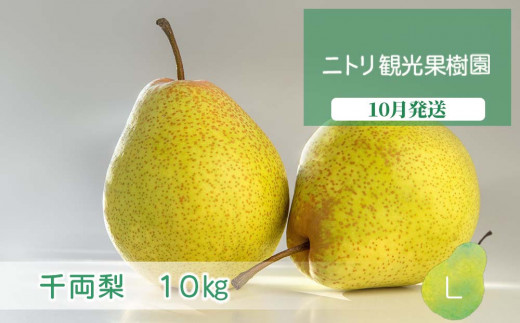 フルーツ王国余市産「千両梨」10kg【ニトリ観光果樹園】