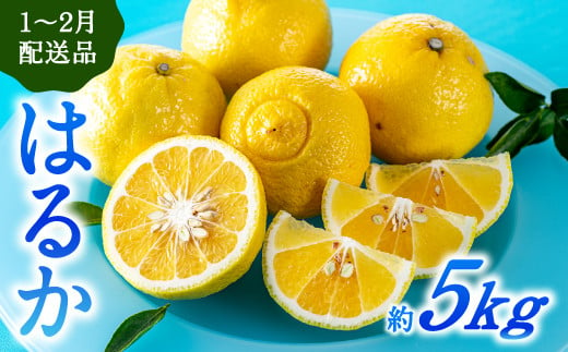 レモンのような見た目に反して酸味が少なく、カットした途端広がる爽やかな香りもお楽しみください。