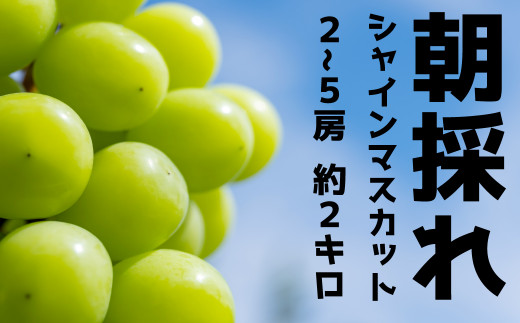 朝採れシャインマスカット【約２ｋｇ】 - 山梨県笛吹市｜ふるさと