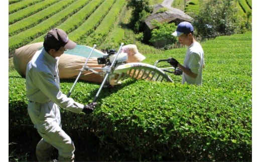 【無農薬栽培】基山茶特上煎茶3袋セット【お茶 緑茶 基山茶 基山町 特上 煎茶 旨み 渋み 美味しい 無農薬】 A3-C009002