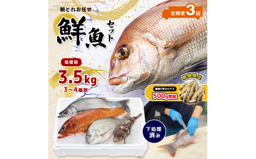 【 定期便 3回】 熊本県産 朝どれ お任せ 冷凍 鮮魚 セット 3.5kg (3～4種類)
