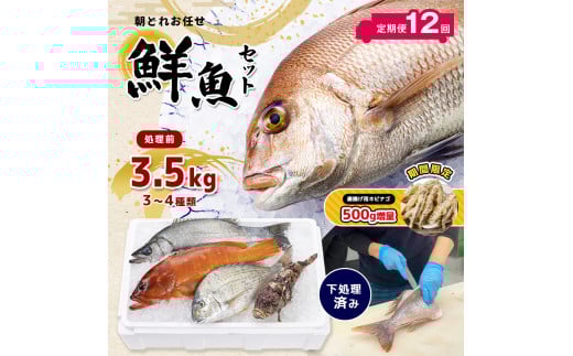 【 定期便 12回】 熊本県産 朝どれ お任せ 冷凍 鮮魚 セット 3.5kg (3~4種類) 905552 - 熊本県玉名市