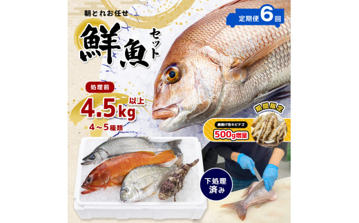 【 定期便 6回】 熊本県産 朝どれ お任せ 冷凍 鮮魚 セット 4.5kg (4～5種類)
