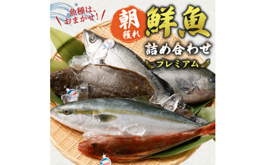 おまかせ！季節の鮮魚 お楽しみセット（琥珀コース）天然魚 食べ比べ