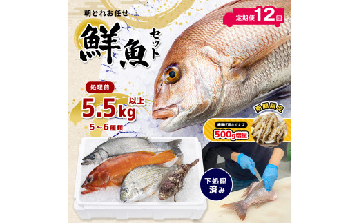 【 定期便 12回】 熊本県産 朝どれ お任せ 冷凍 鮮魚 セット 5.5kg (5～6種類)