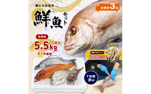 【 定期便 3回】 熊本県産 朝どれ お任せ 冷凍 鮮魚 セット 5.5kg (5～6種類)