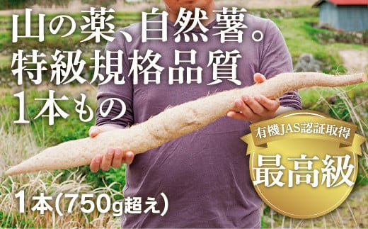 先行予約】那須町産 自然薯 約1㎏〔B-38〕≪じねんんじょ 山芋 とろろ