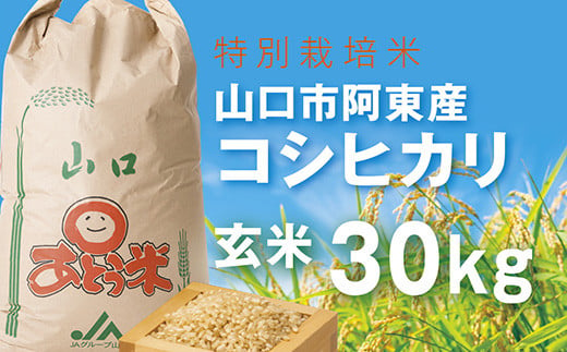 C020 特別栽培米阿東産コシヒカリ玄米30kg 778879 - 山口県山口市