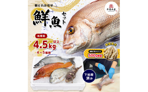 熊本県産 朝どれ お任せ 冷凍 鮮魚 セット 4.5kg (4～5種類) 902903 - 熊本県玉名市